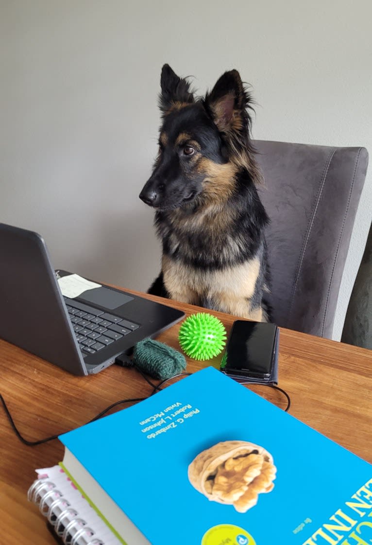 Dává Nám Skathi (Skathi), a Bohemian Shepherd tested with EmbarkVet.com