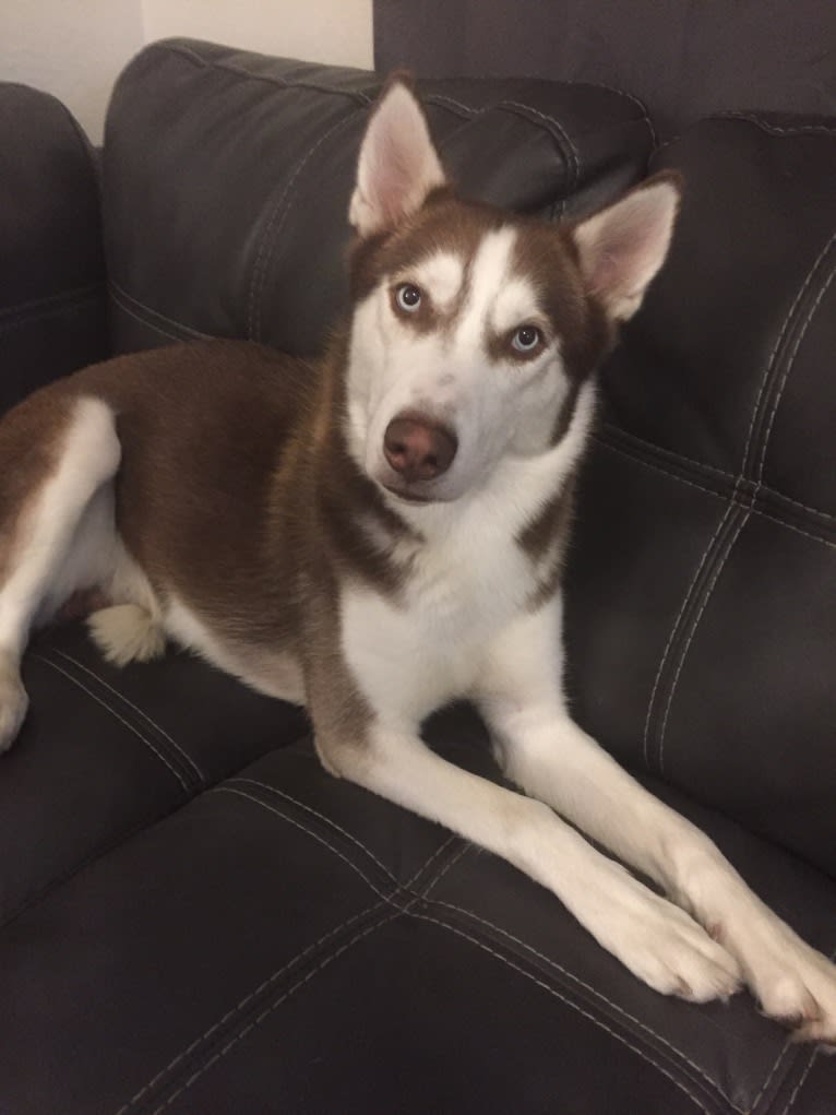 Titan, a Siberian Husky and German Shepherd Dog mix tested with EmbarkVet.com