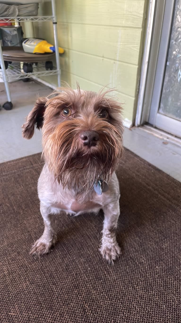 Oliver, a Miniature Schnauzer tested with EmbarkVet.com