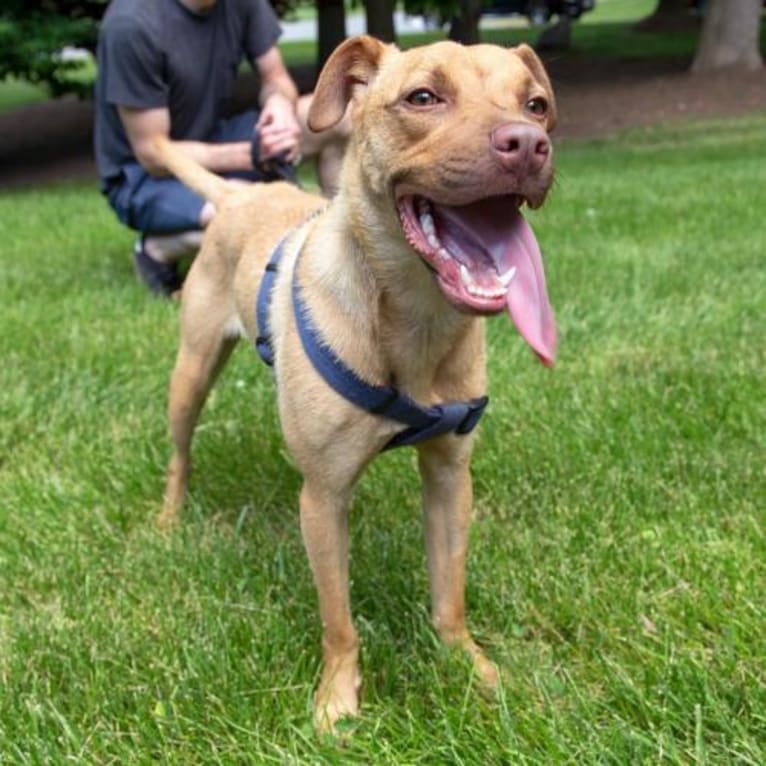 Kona, an American Pit Bull Terrier and Boxer mix tested with EmbarkVet.com