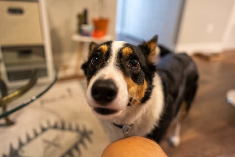 Summer, an Australian Shepherd and Border Collie mix tested with EmbarkVet.com