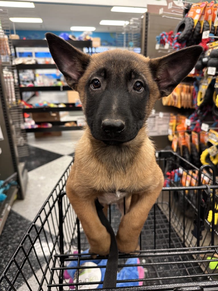 Nubi, a Belgian Malinois and German Shepherd Dog mix tested with EmbarkVet.com
