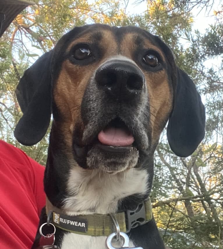 Huey, a Bluetick Coonhound and Treeing Walker Coonhound mix tested with EmbarkVet.com