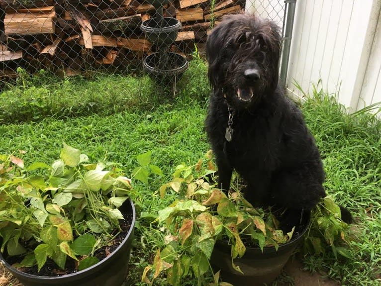 Bryson, a Labrador Retriever and Poodle (Standard) mix tested with EmbarkVet.com