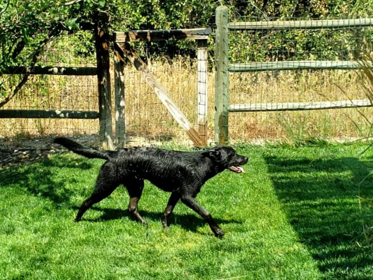 Echo, a Rottweiler and Siberian Husky mix tested with EmbarkVet.com