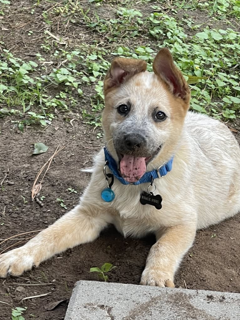 RAWLIE RIGGS, an Australian Cattle Dog and Poodle (Small) mix tested with EmbarkVet.com