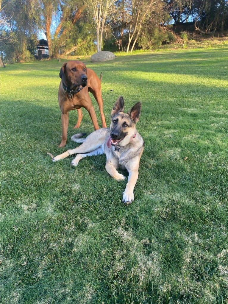 Milo Mukundi Shumba Viik, a Rhodesian Ridgeback tested with EmbarkVet.com