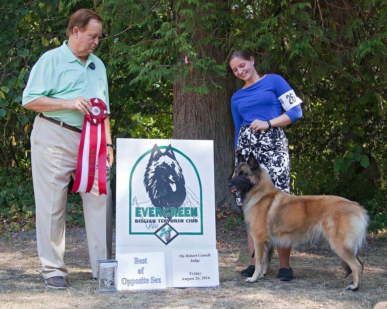 Tuarie, a Belgian Shepherd tested with EmbarkVet.com