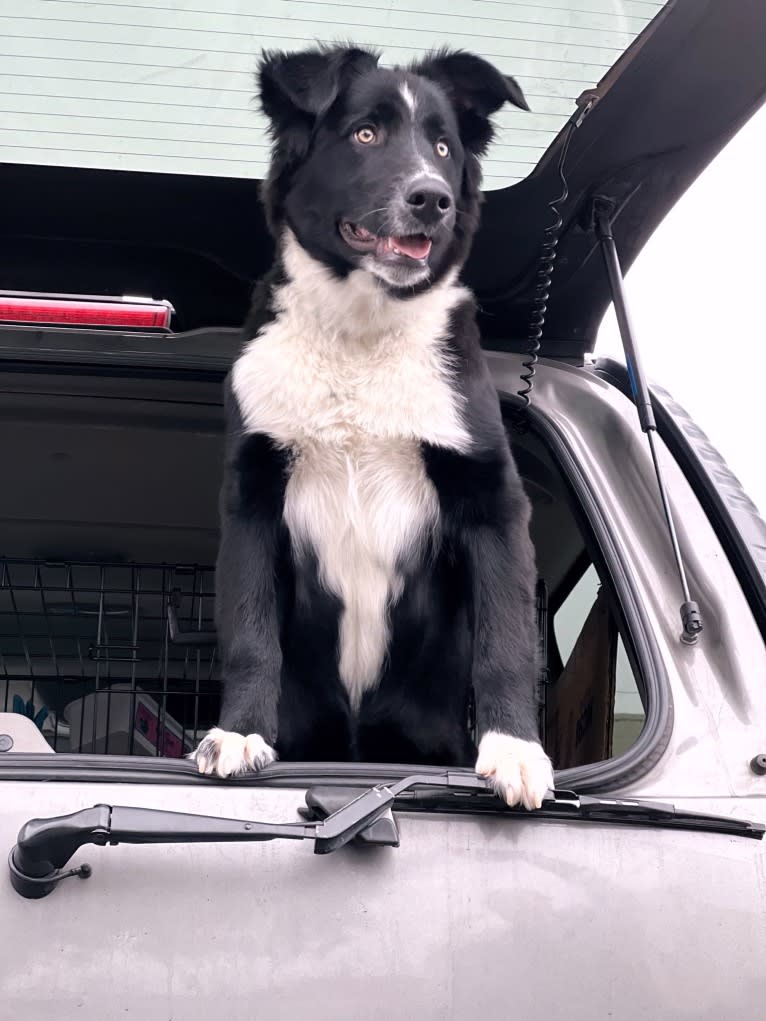 Levi, an Australian Shepherd and German Shepherd Dog mix tested with EmbarkVet.com