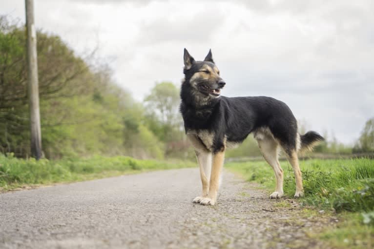 Armin, an Eastern European Village Dog tested with EmbarkVet.com