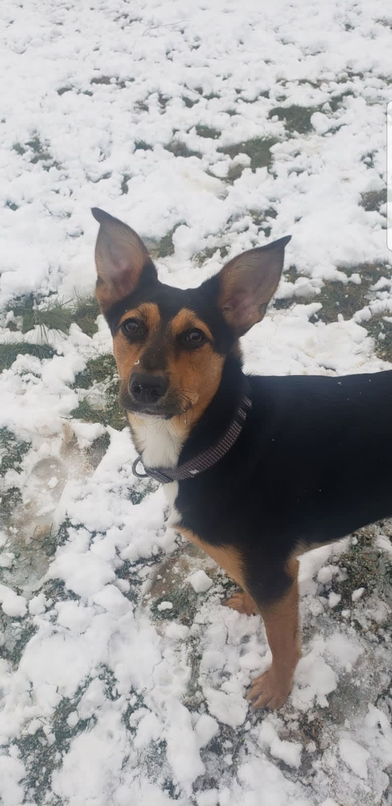 Buck, a Labrador Retriever and Beagle mix tested with EmbarkVet.com