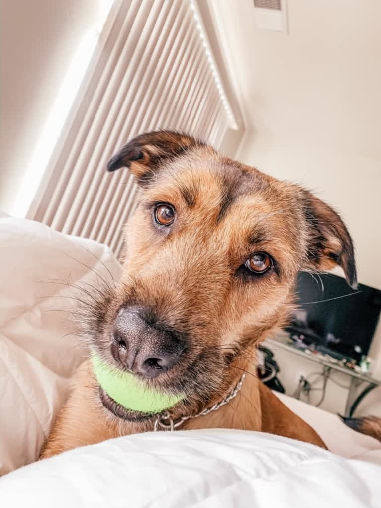 Teddy, an American Pit Bull Terrier and Labrador Retriever mix tested with EmbarkVet.com