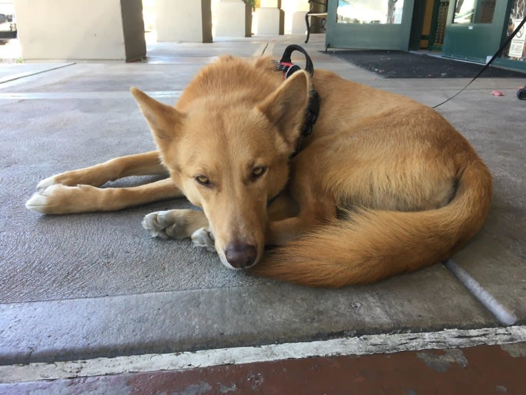 Dune, a Siberian Husky and Belgian Sheepdog mix tested with EmbarkVet.com