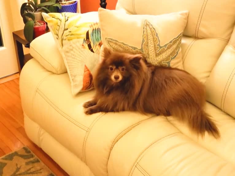 Brownie, a Pomeranian tested with EmbarkVet.com