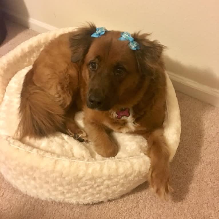 Alice Bear, a Chow Chow and Labrador Retriever mix tested with EmbarkVet.com
