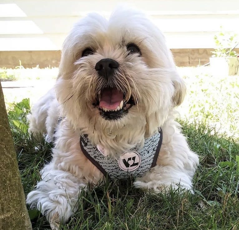 Ziggy Stardust, a Lhasa Apso and Shih Tzu mix tested with EmbarkVet.com