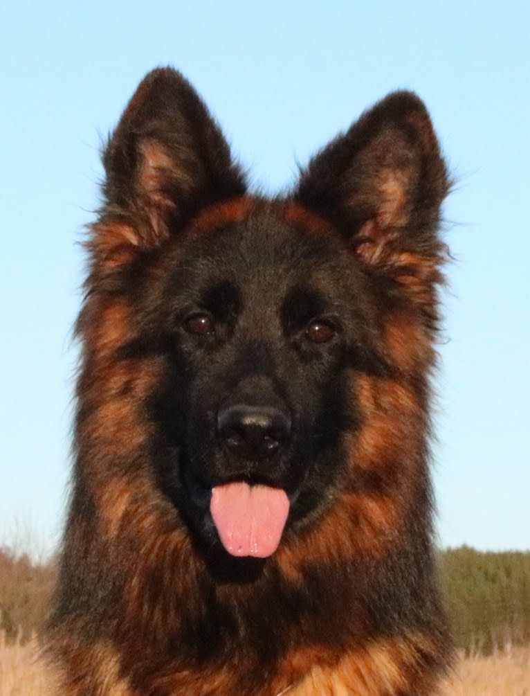 Olexius Yvie, a German Shepherd Dog tested with EmbarkVet.com