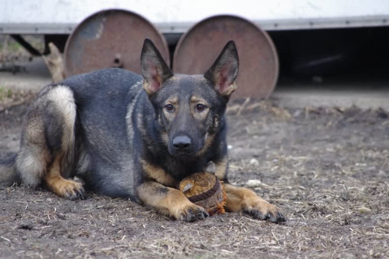Venom, a German Shepherd Dog tested with EmbarkVet.com