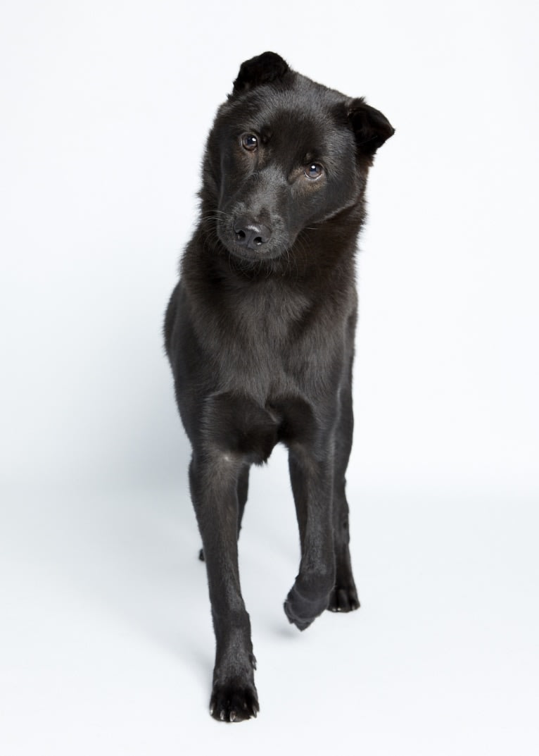 Baloo Stern, a Hong Kong Village Dog tested with EmbarkVet.com