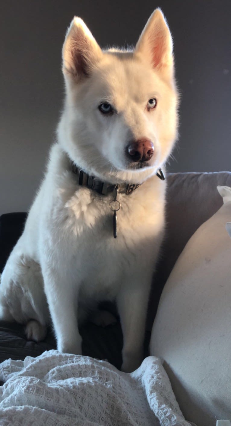 Recon, a Siberian Husky tested with EmbarkVet.com