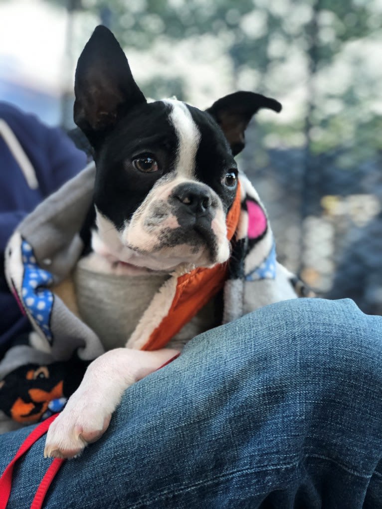 Ulrik, a Boston Terrier tested with EmbarkVet.com