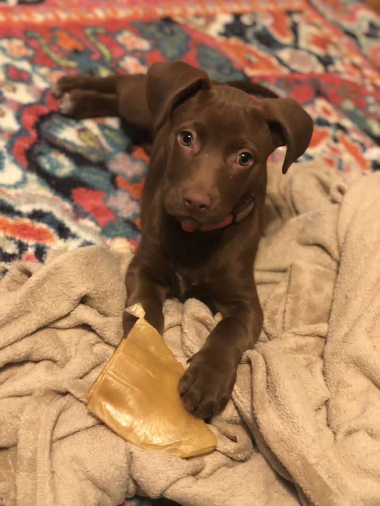 Dany, an American Pit Bull Terrier and Labrador Retriever mix tested with EmbarkVet.com