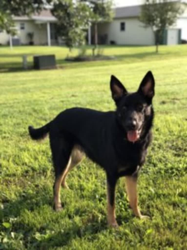 Jasmine, a German Shepherd Dog tested with EmbarkVet.com