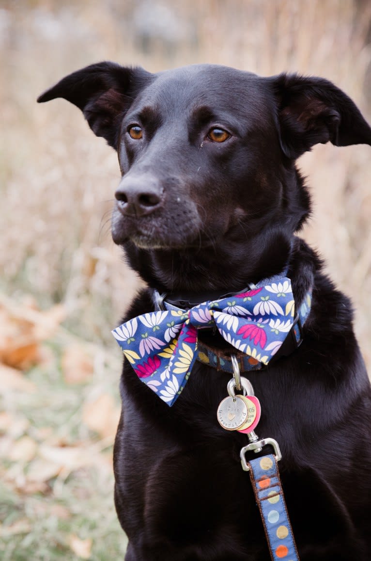 Duke, a Labrador Retriever and Australian Cattle Dog mix tested with EmbarkVet.com