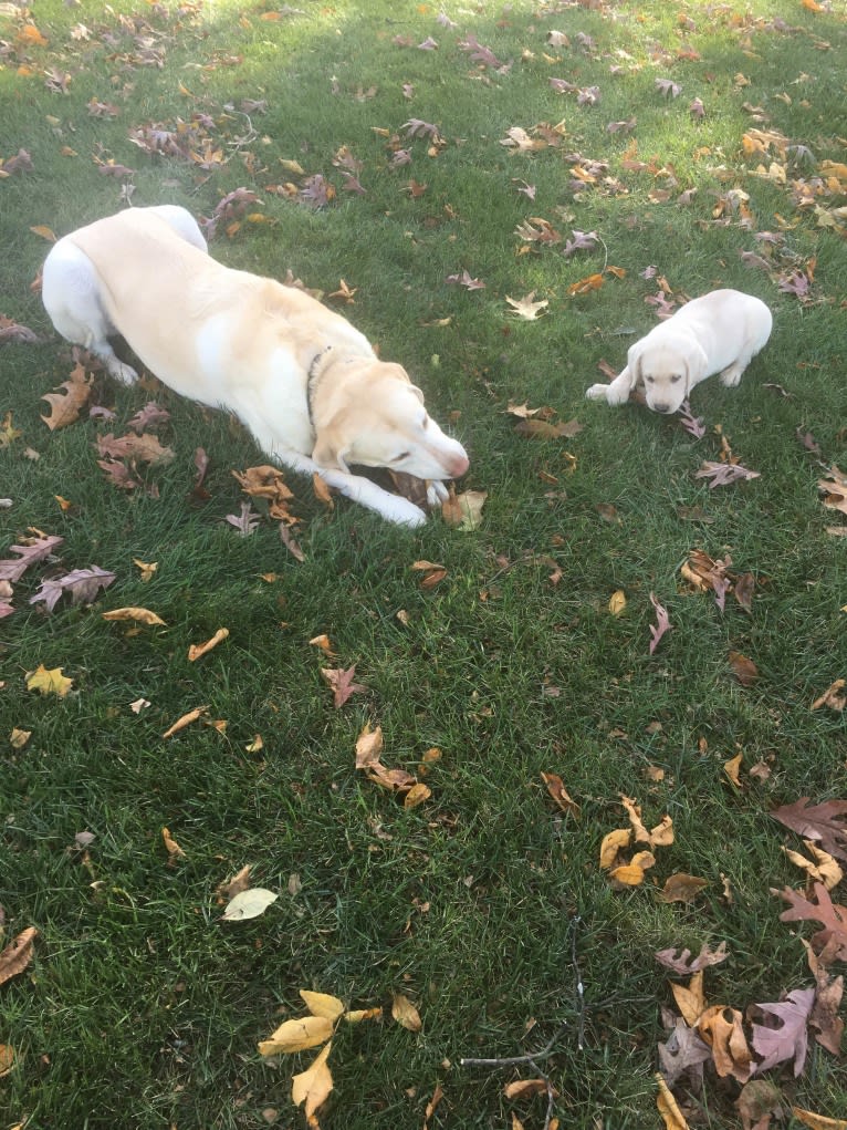 Po, a Labrador Retriever tested with EmbarkVet.com