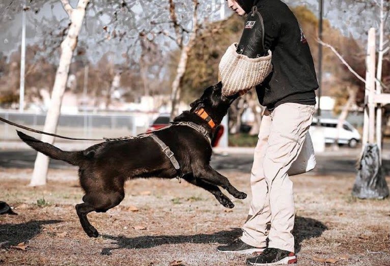 Reaper, a Belgian Shepherd tested with EmbarkVet.com