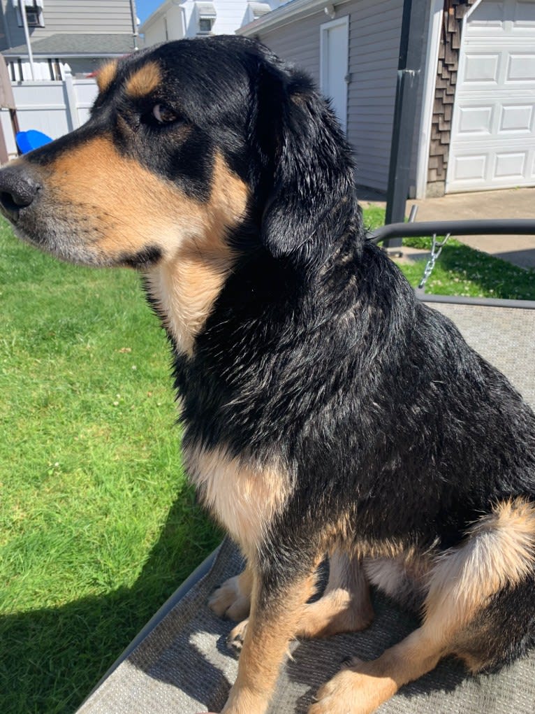 Chief, a Great Pyrenees and Golden Retriever mix tested with EmbarkVet.com