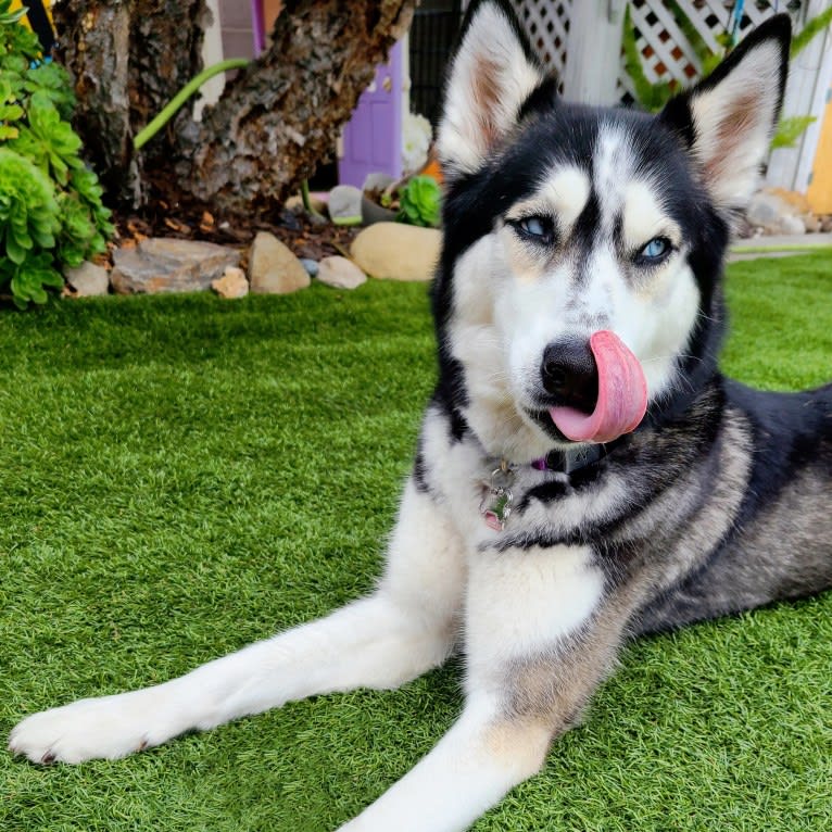 Teyla, a Siberian Husky tested with EmbarkVet.com