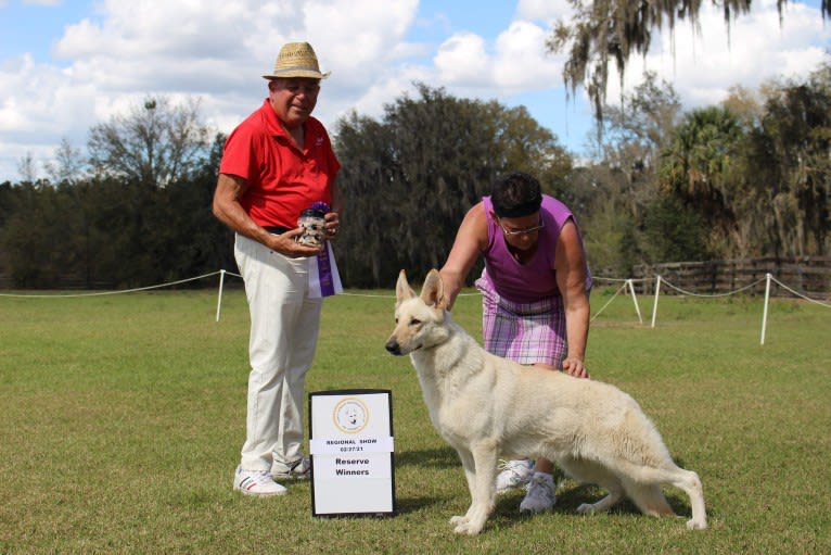 Winter, a White Shepherd tested with EmbarkVet.com