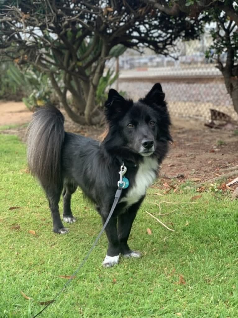 Yogi, a Japanese or Korean Village Dog tested with EmbarkVet.com