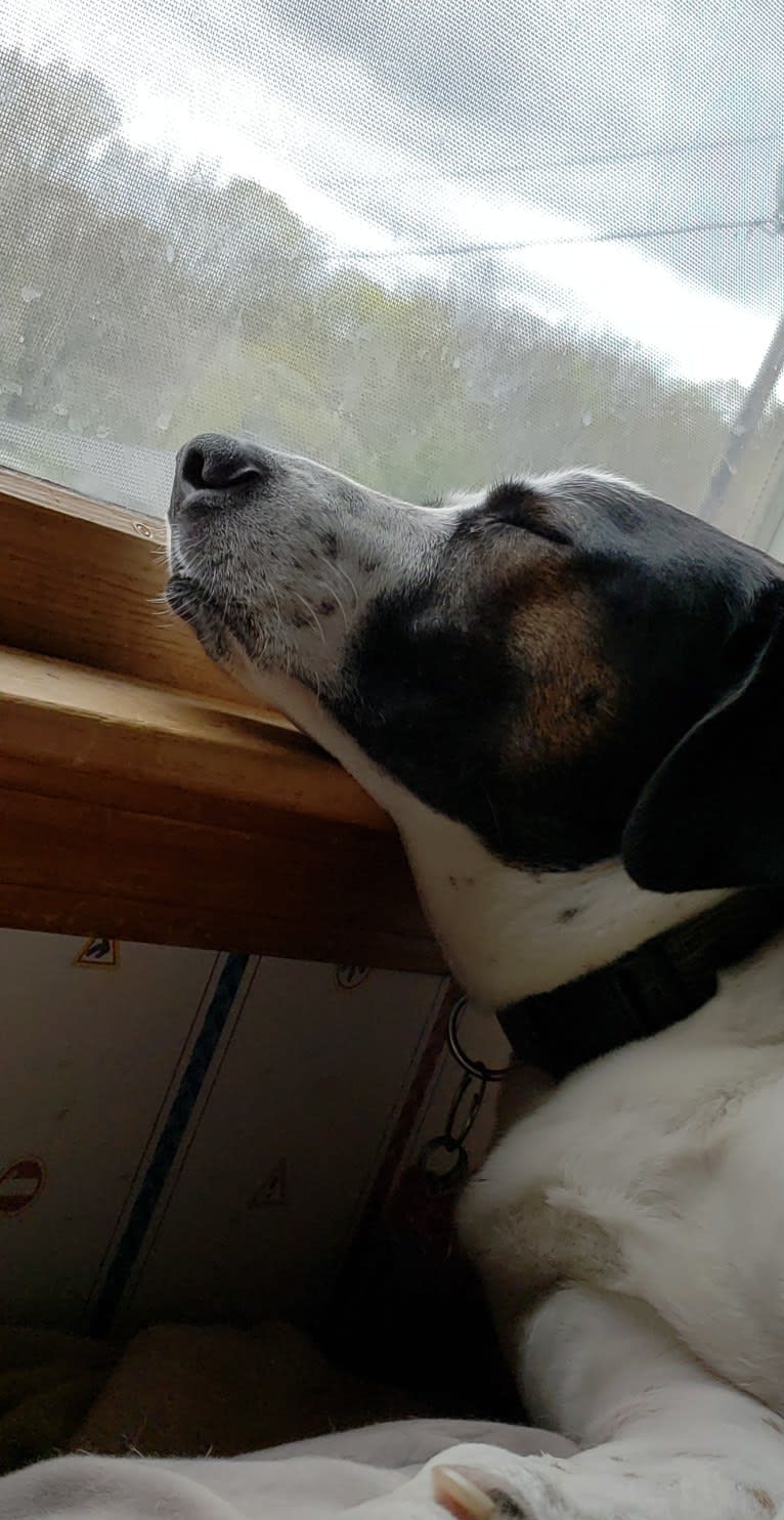 Dublin, an American Foxhound and Labrador Retriever mix tested with EmbarkVet.com