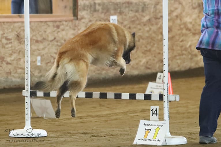 Tuarie, a Belgian Shepherd tested with EmbarkVet.com