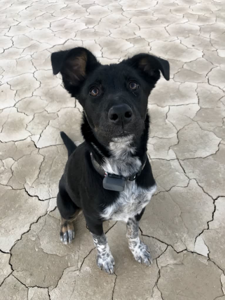 Zeeki, a Border Collie and Chinese Shar-Pei mix tested with EmbarkVet.com