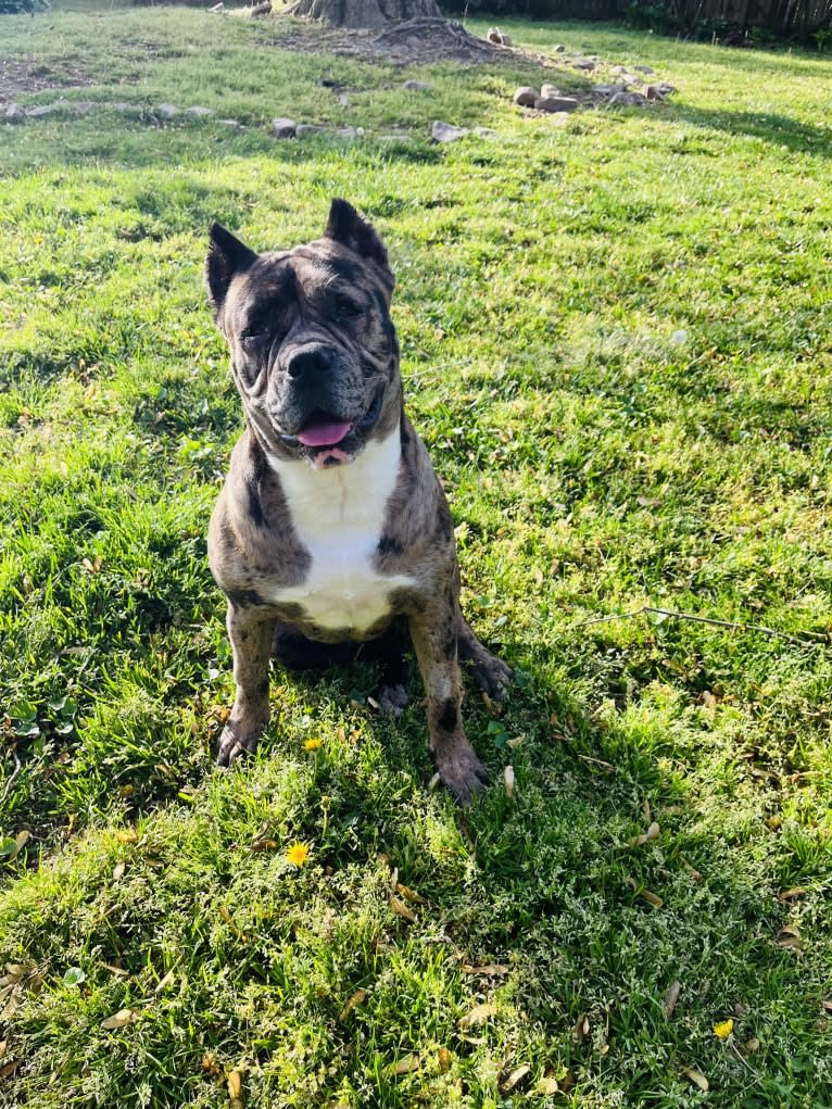 Oreo, a Bulldog and Boxer mix tested with EmbarkVet.com