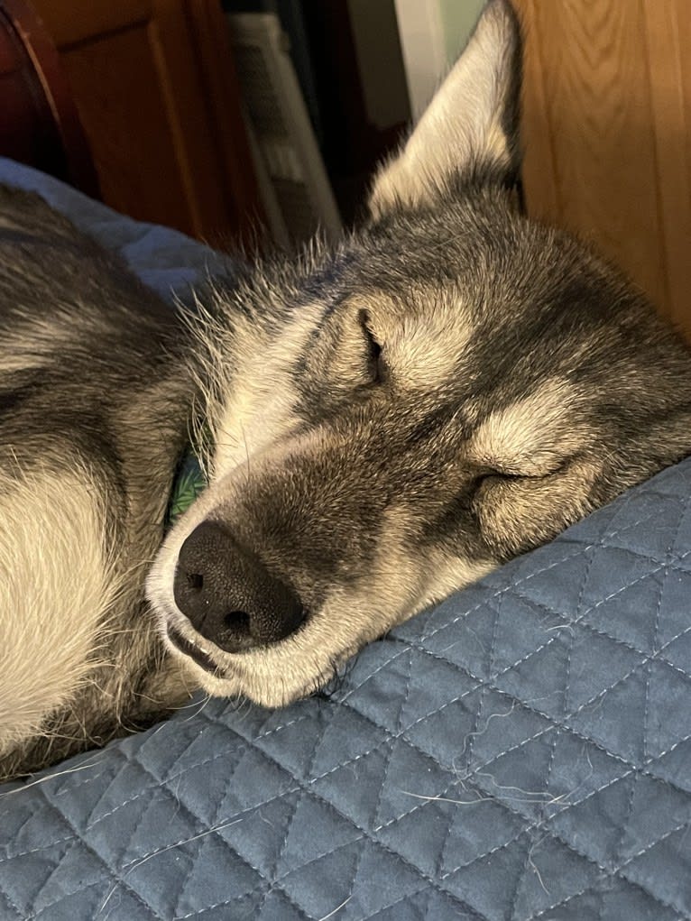 Miss Fortune, a Siberian Husky and Canadian Eskimo Dog mix tested with EmbarkVet.com