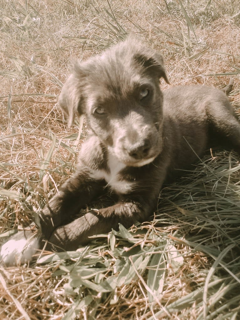 "Camber Tilt for Speed" aka Cam, an American Pit Bull Terrier and Pembroke Welsh Corgi mix tested with EmbarkVet.com