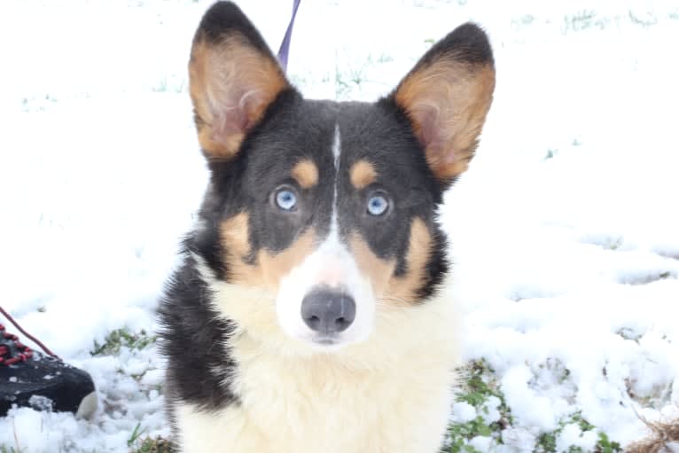 Butterball, a Pembroke Welsh Corgi tested with EmbarkVet.com