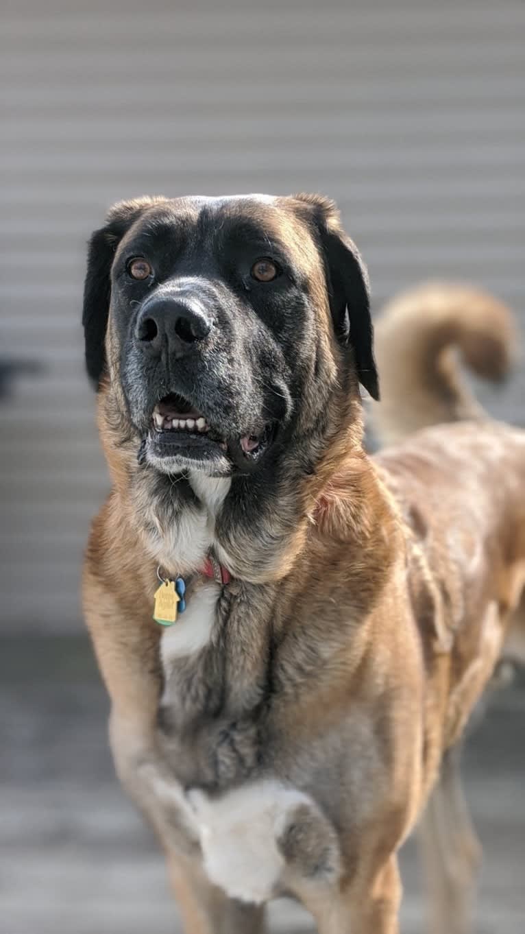 Friend, a Saint Bernard and German Shepherd Dog mix tested with EmbarkVet.com