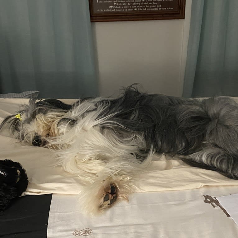 EliZa, a Bearded Collie tested with EmbarkVet.com