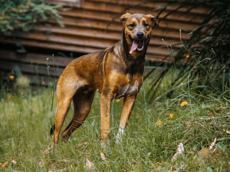 Gromit, an Australian Kelpie and Shih Tzu mix tested with EmbarkVet.com