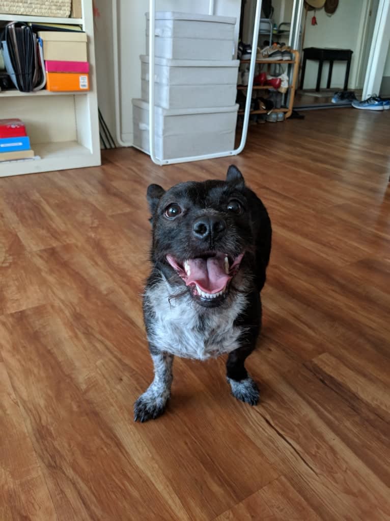 Bella, a Poodle (Small) and American Bully mix tested with EmbarkVet.com