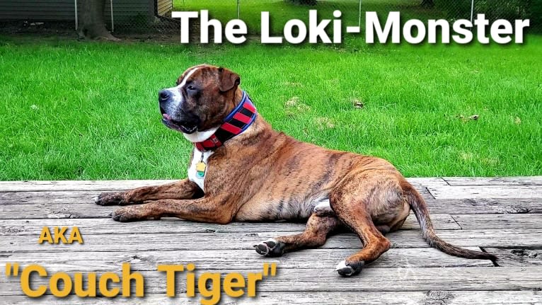 Loki, an American Pit Bull Terrier (4.7% unresolved) tested with EmbarkVet.com