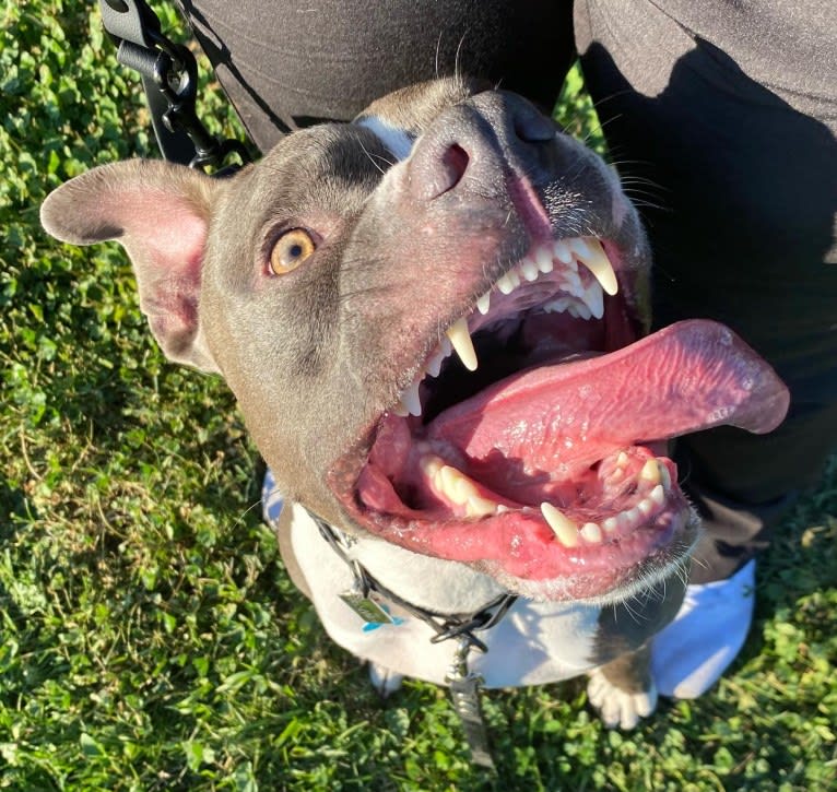 MaSiWei, an American Bully tested with EmbarkVet.com