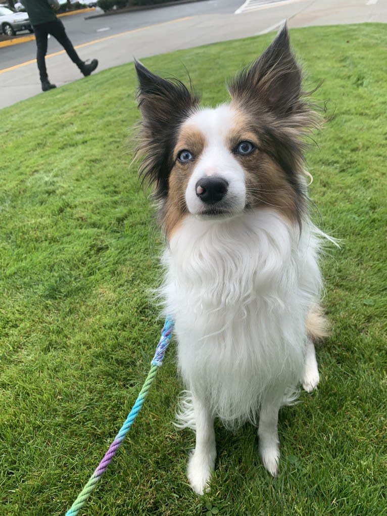 Pico, a Border Collie and Papillon mix tested with EmbarkVet.com