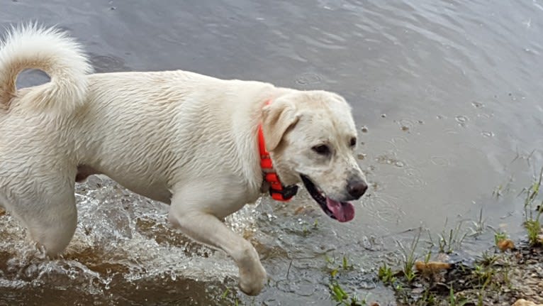 YOGI, a Labrador Retriever and American Pit Bull Terrier mix tested with EmbarkVet.com