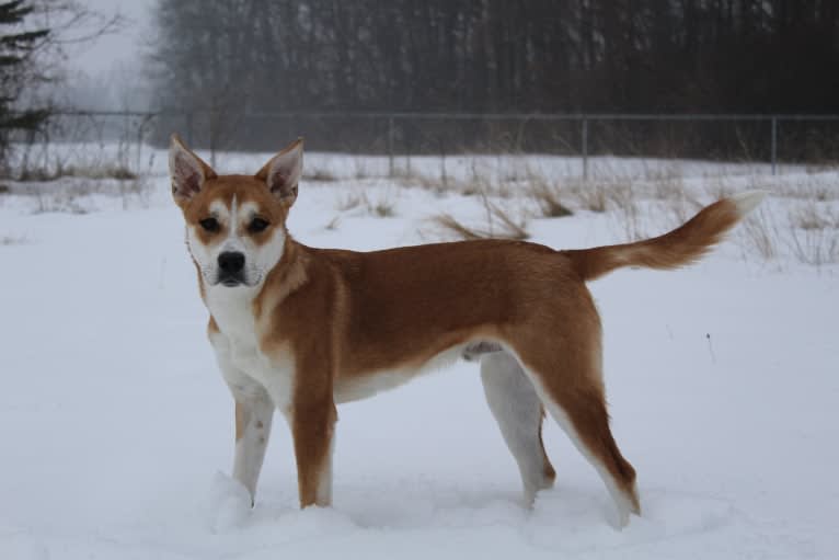 Joe, a Carolina Dog tested with EmbarkVet.com